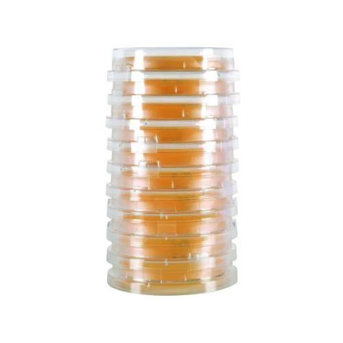 Agar Plate