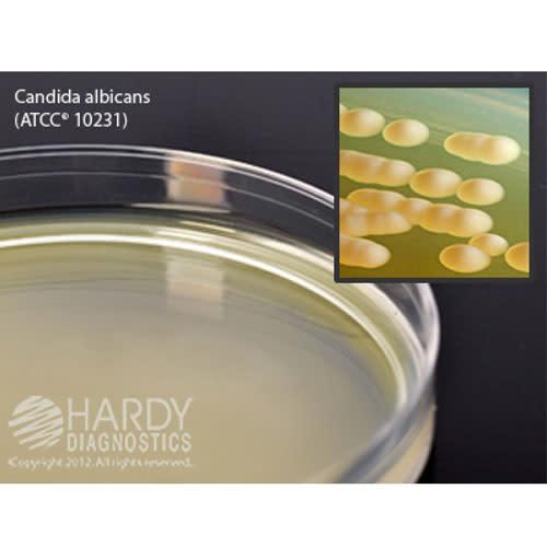 Malt Extract Agar  deep fill  15x100mm plate