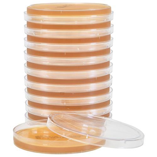 Malt Extract Agar with 0.01  Chloramphenicol  deep fill  15x